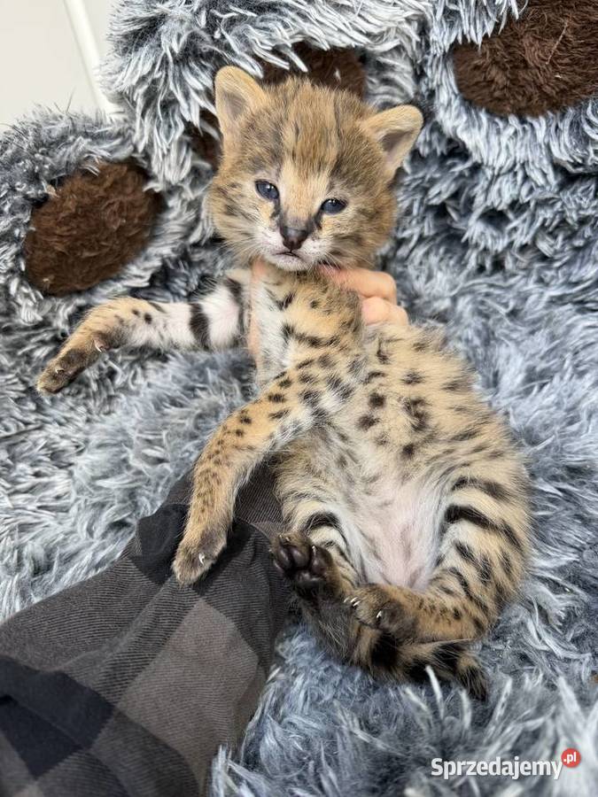 Samiec serwal małopolskie