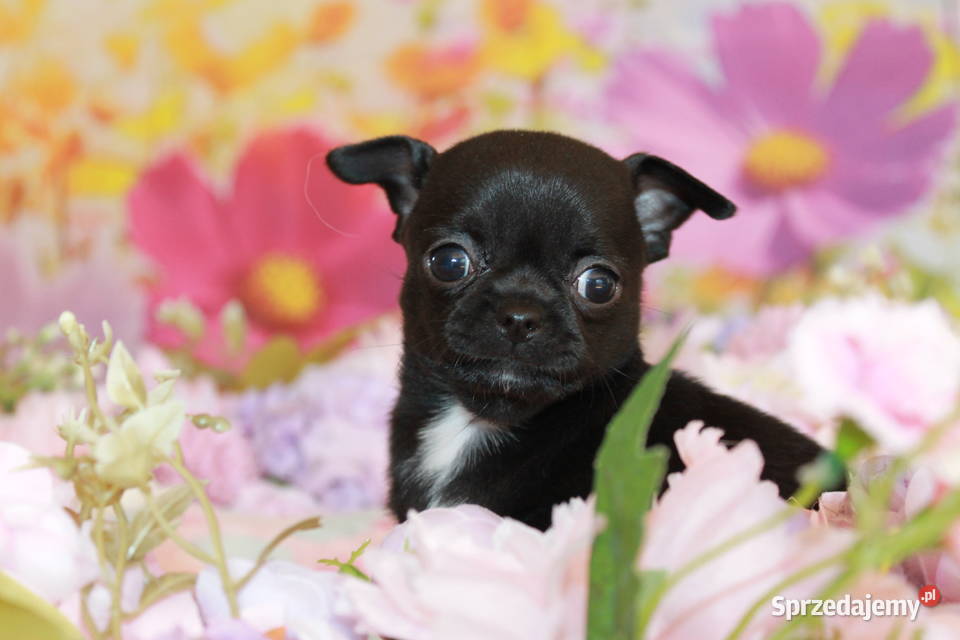 Chihuahua krótkowłosa sunia ZKwP FCI zachodniopomorskie sprzedam