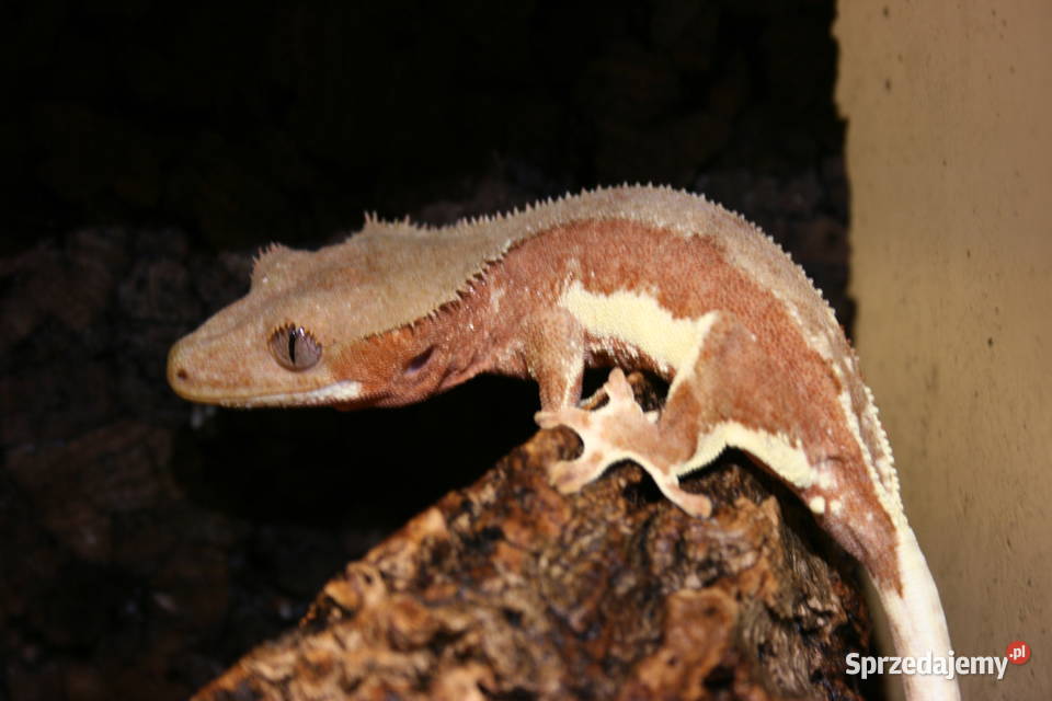 Gekon orzęsiony phantom red lily white samiec Gady i płazy Sosnowiec