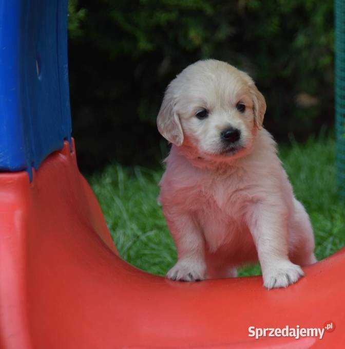 Golden Retriever szczenięta ZKWP FCI