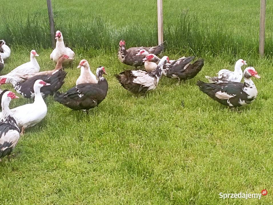 DUŻE KACZORY Kaczki Dorosłe Do Uboju Zaraz Chowu Golasowice sprzedam