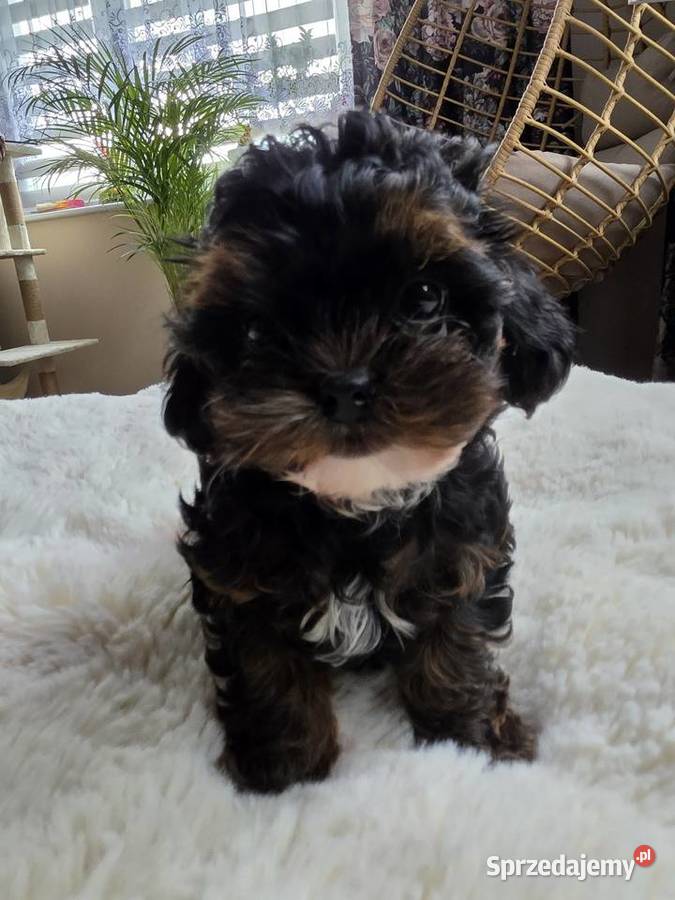 Shih tzu z pudlem toy shihpoo mini chłopczyk Górka Duchowna
