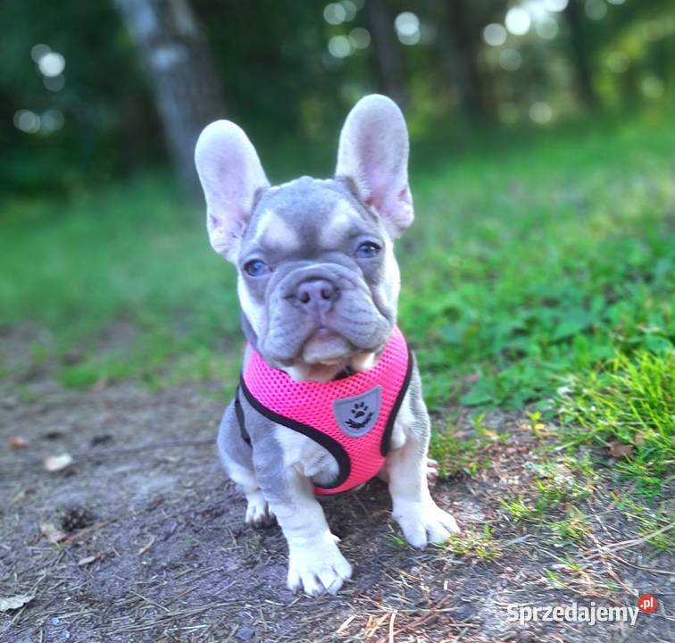 Buldog francuski liliowa suczka Buldog Pabianice sprzedam