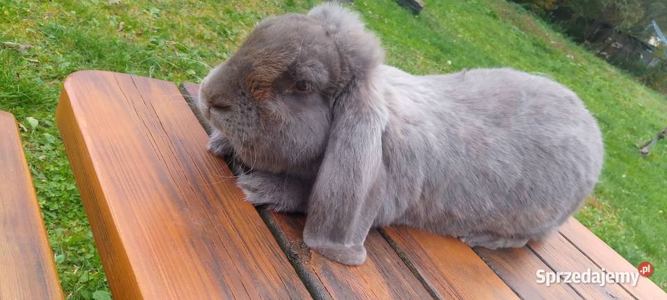 Sprzedam króliki hodowlane udomowione i na mięso Straszewo