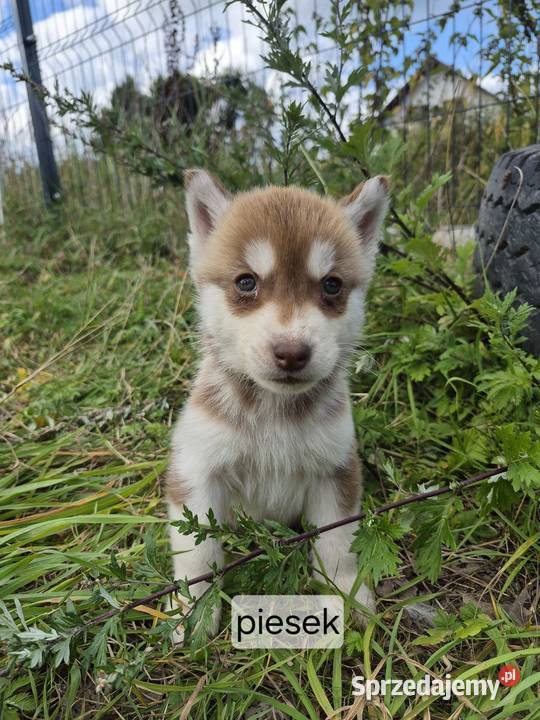 Szczeniaki Syberian Husky Zwierzęta Samsonów-Piechotne
