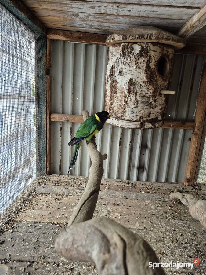 Papuga kargen żółto brzuchy Dąbrowa Górnicza