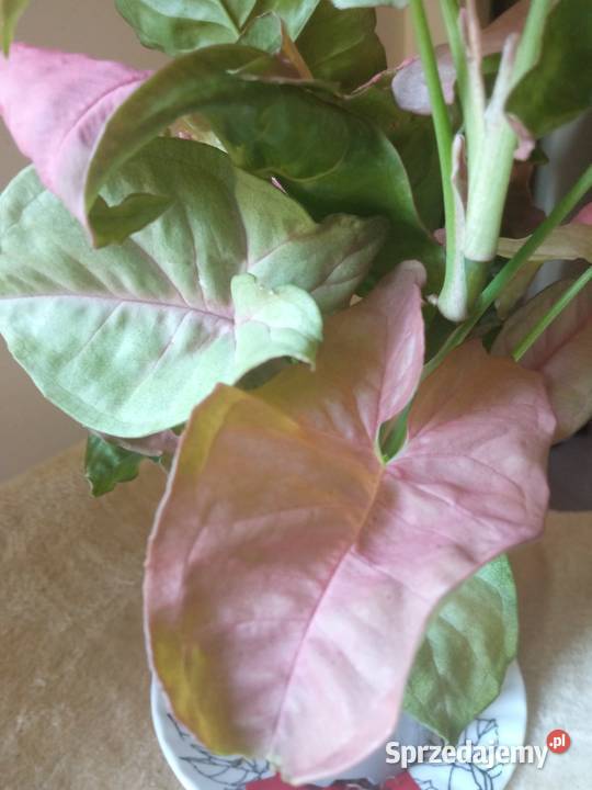 Piękne syngonium 10 sprzedam