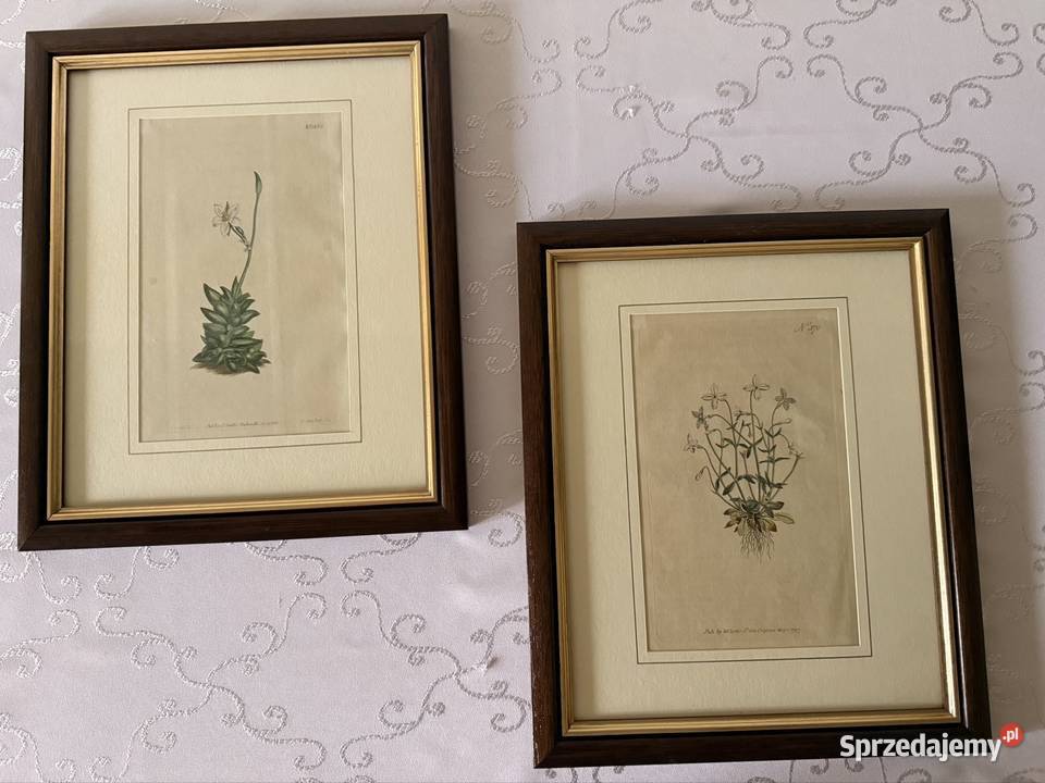 Antyczne Ryciny Botaniczne Miedzioryty 1797 1811 Antyki Czerwionka-Leszczyny