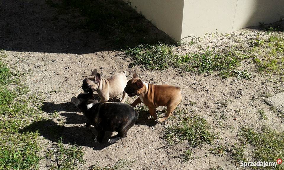 SZCZENIĘTA RASY BULDOG FRANCUSKI FCI Bydgoszcz