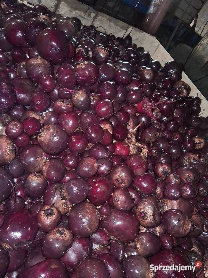 Burak odpadowy myty bydła na pasze małopolskie Wolbrom sprzedam