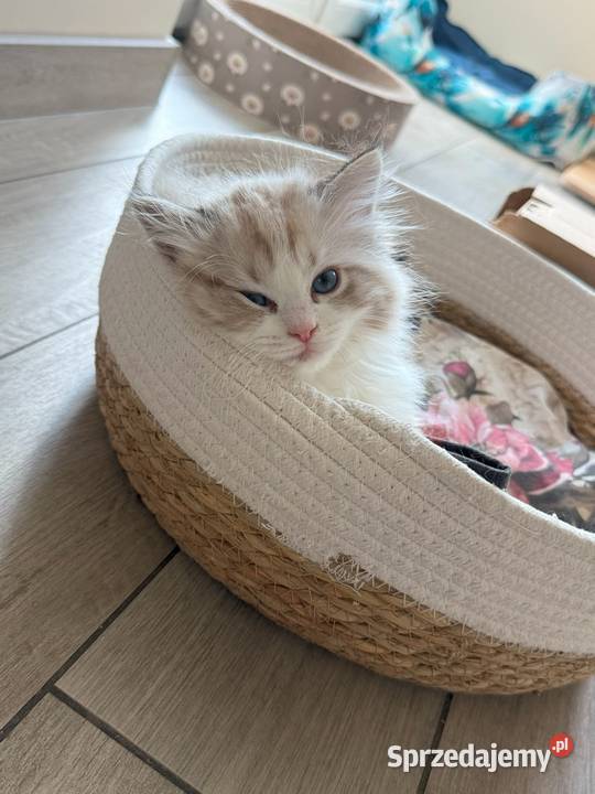 Ragdoll Elrond Hodowla Lazurowe Łapki Lubliniec sprzedam