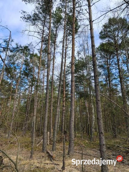 Las sosnowy 50letnipastwiska 9111 m Pustelnik sprzedam
