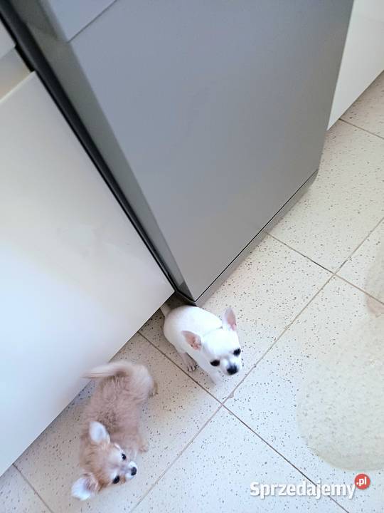 Dziewczynka Mini Długowłosa Chihuahua Zgierz