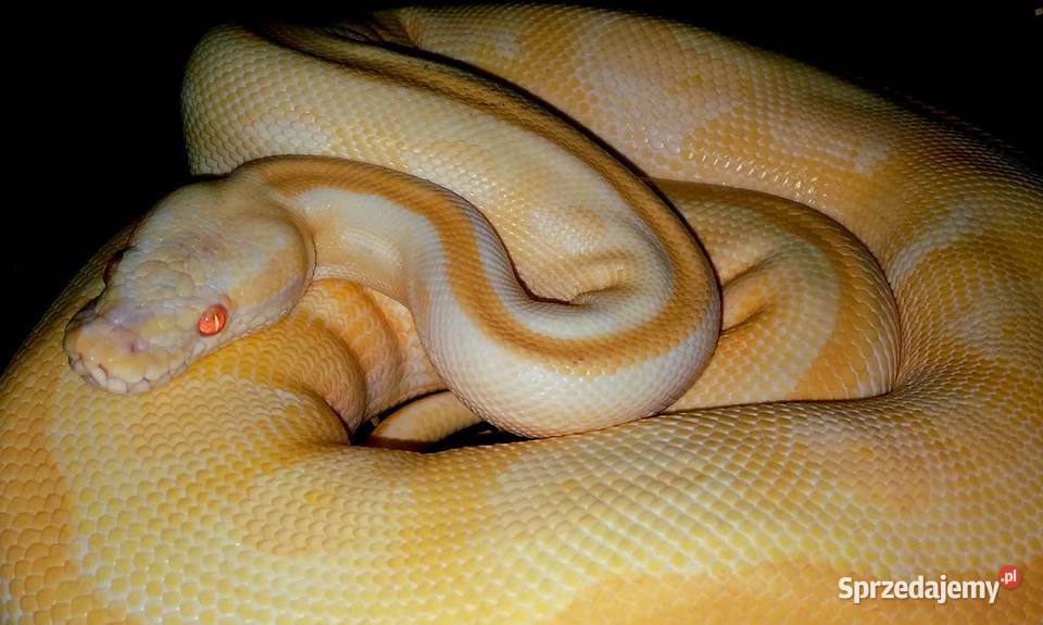 Python regius pyton królewski 25 letnia SAMICA Gady i płazy Gady i płazy Warszawa