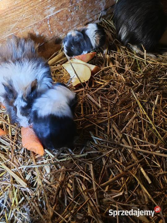 Sprzedam Świnki morskie lubelskie Wólka Zastawska