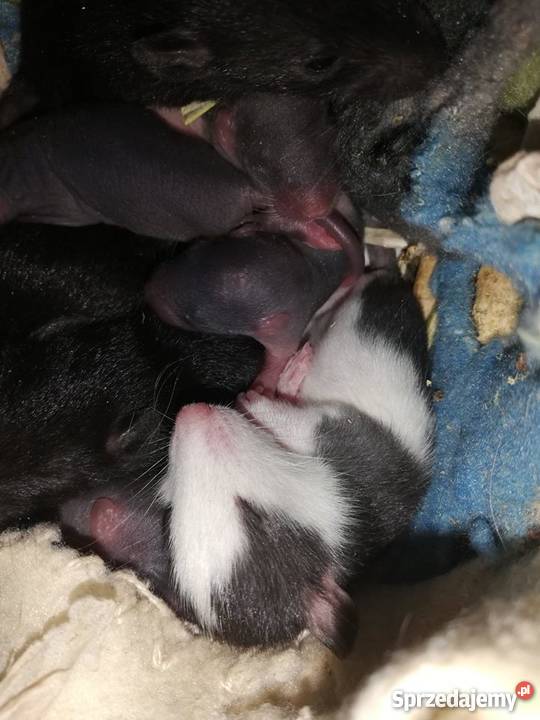 Szczury Szczurki Zwierzęta świętokrzyskie Kielce