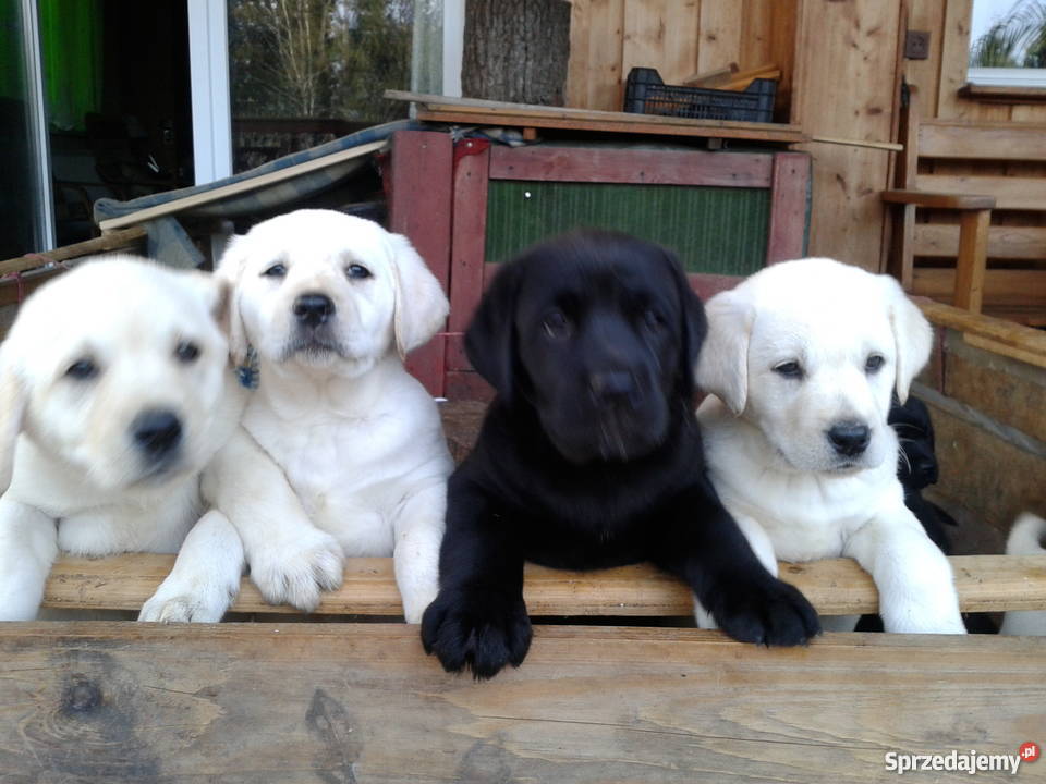 Labradory szczeniaki dwumiesięczne szukają domu sprzedam