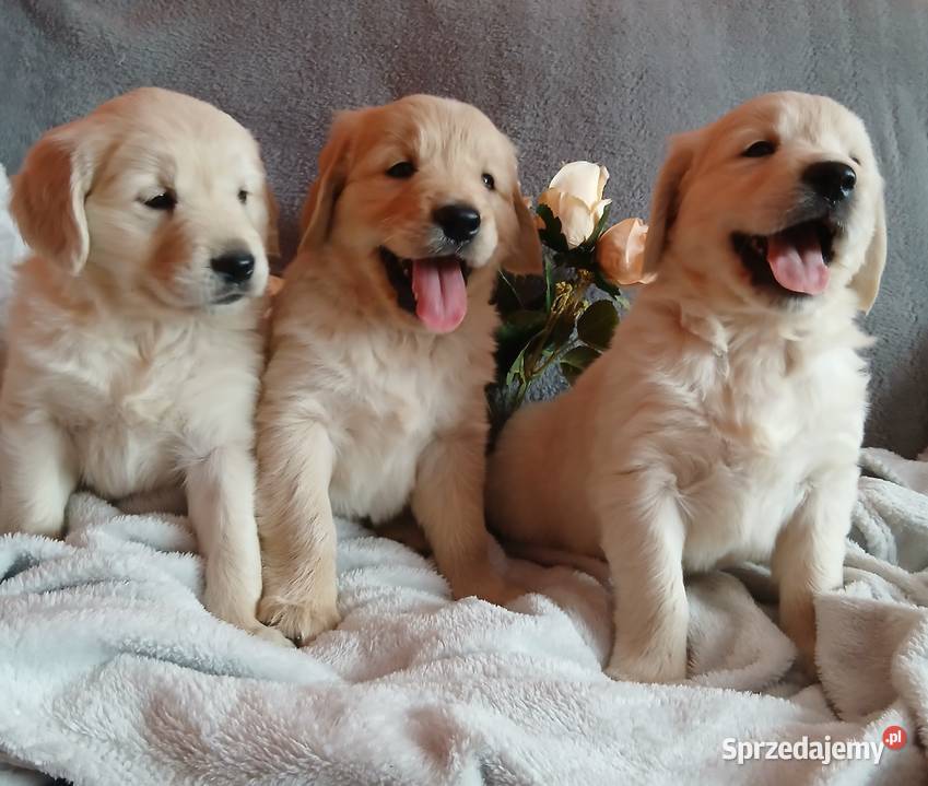 Golden Retriever z rodowodem kujawsko-pomorskie Toruń