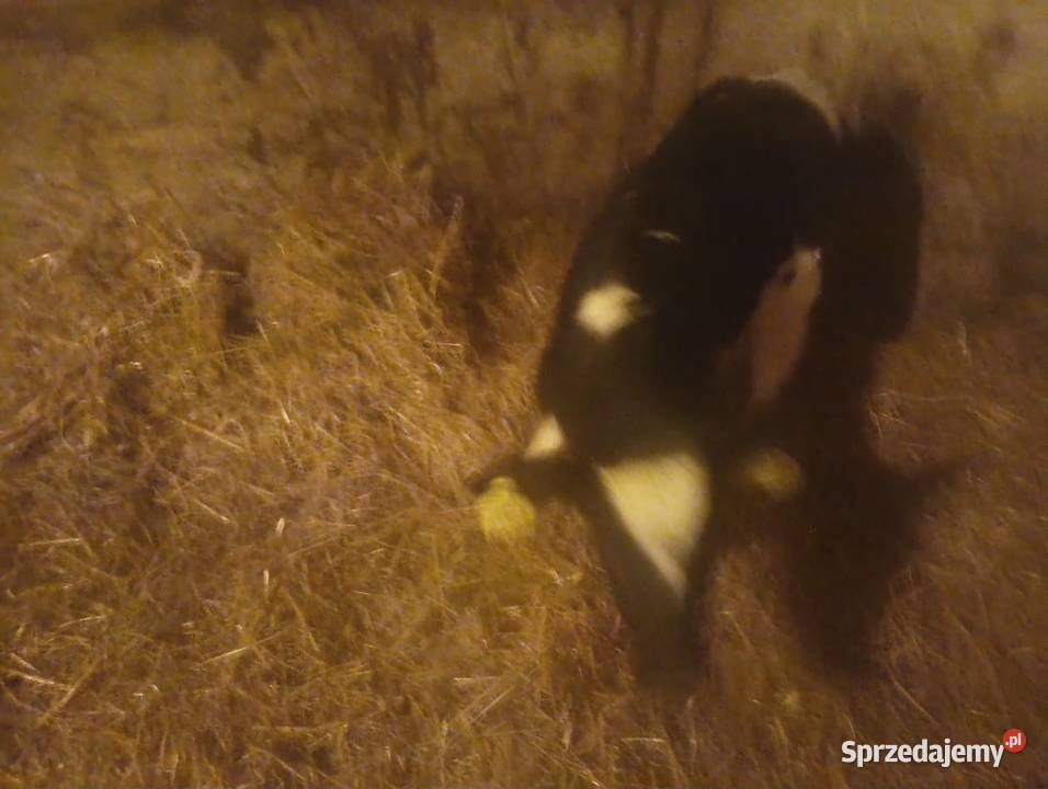 Sprzedam Byczka Mieszańca Grodzisk Mazowiecki