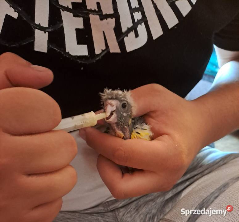 sprzedam papugi kozy ręcznie karmione Wawrzeńczyce sprzedam