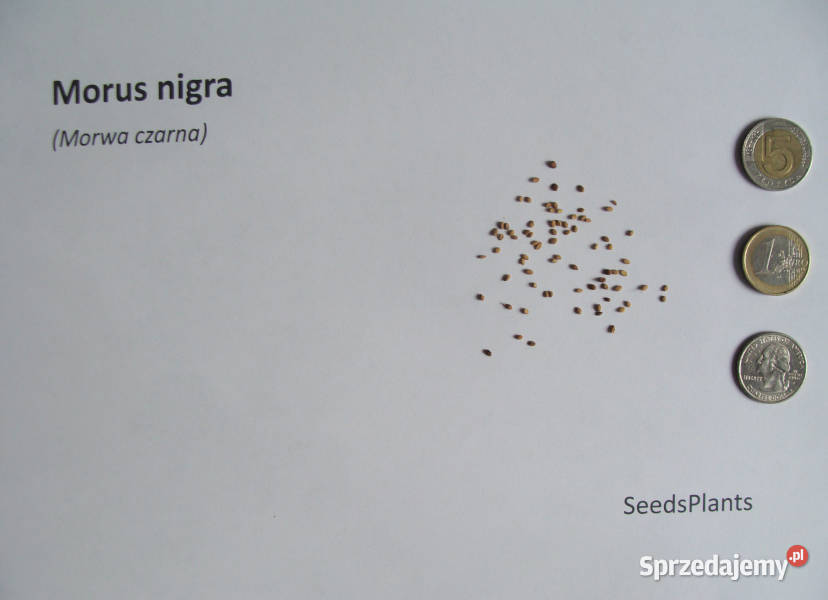 MORWA CZARNA Morus nigra NASIONA 60000 sztuk Lubanie sprzedam