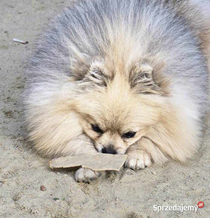 Pomeranian szpic miniaturowy zkwp FCI Piątkowisko