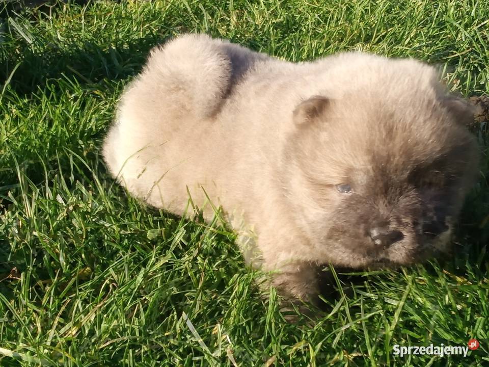 Chów chow szczeniaki opolskie Jasienica Dolna