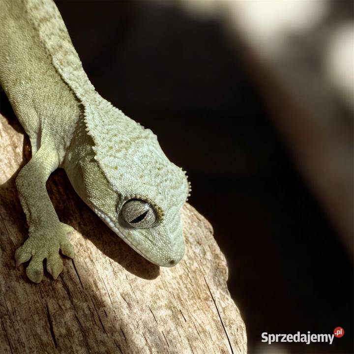 Młode gekony orzęsione sprzedam