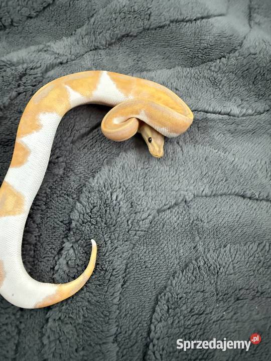 Pythony królewskie Piebald het clown Gady i płazy Bogatynia