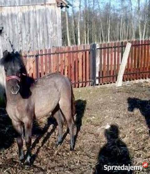 Sprzedam kuce Felińskie Pozostałe Sadowne