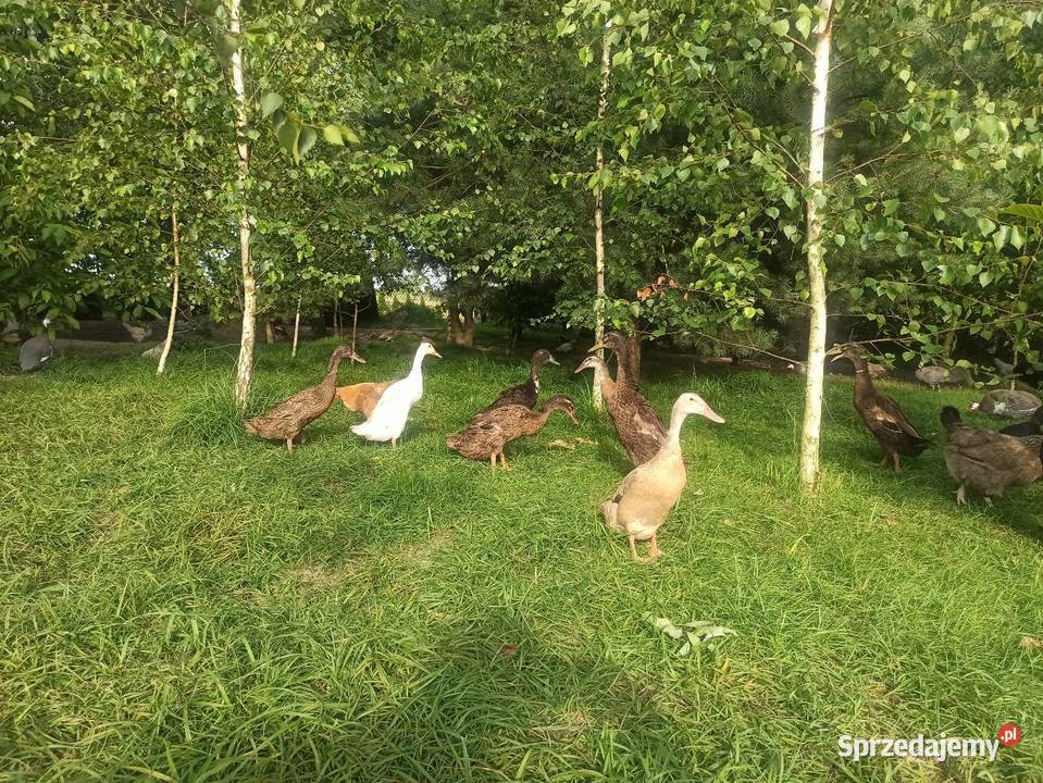 Jaja lęgowe biegusa biegus indyjski Krasnystaw