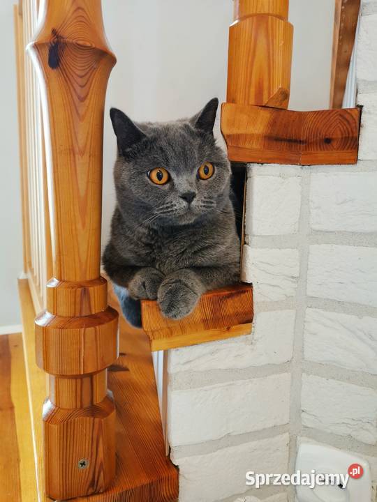 Kot Brytyjski z rodowodem Pustków sprzedam