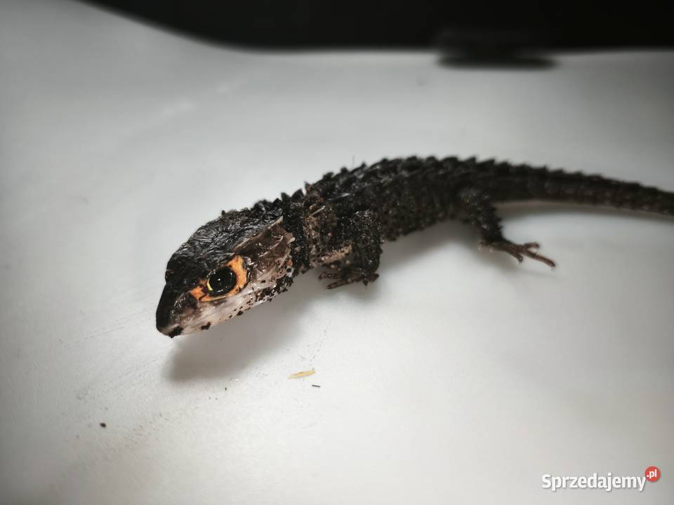 Parka scynków krokodylowych Tribolonotus Gady i płazy