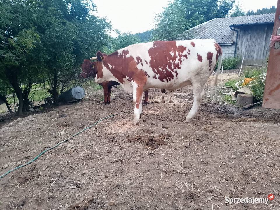 Jałwka cielna 6 miesiąc małopolskie Porąbka sprzedam