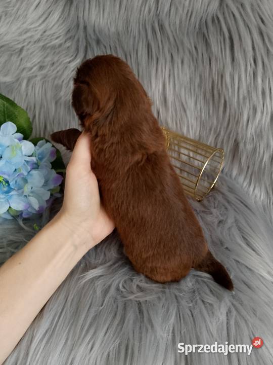 Piękny czekoladowy piesek rasy ShihTzu wielkopolskie Kępno