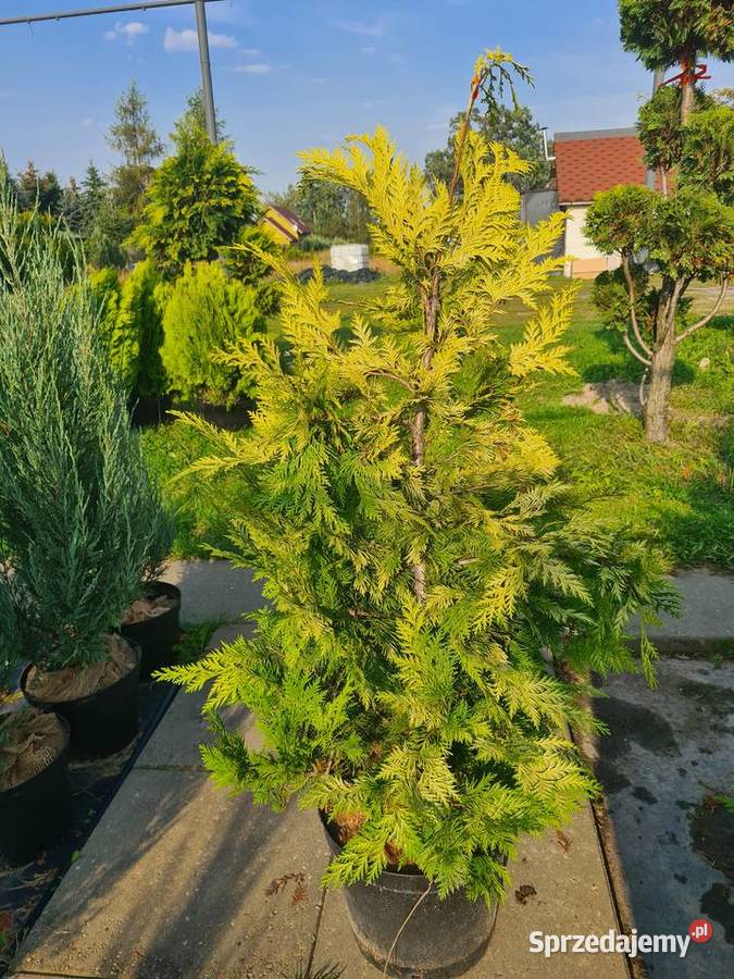 Thuja Golden Globe 6080 złota kula Szkółka łódzkie sprzedam