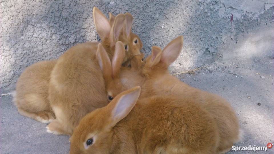króliki nowozelandzki czerwony NC młode samiczki Pozostałe Czernikowo