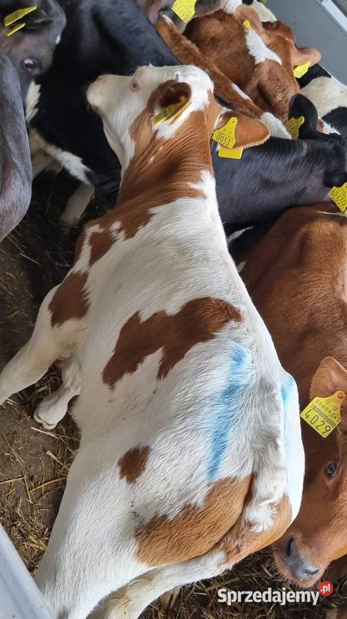 Cielaki byczki mięsne I mieszańce