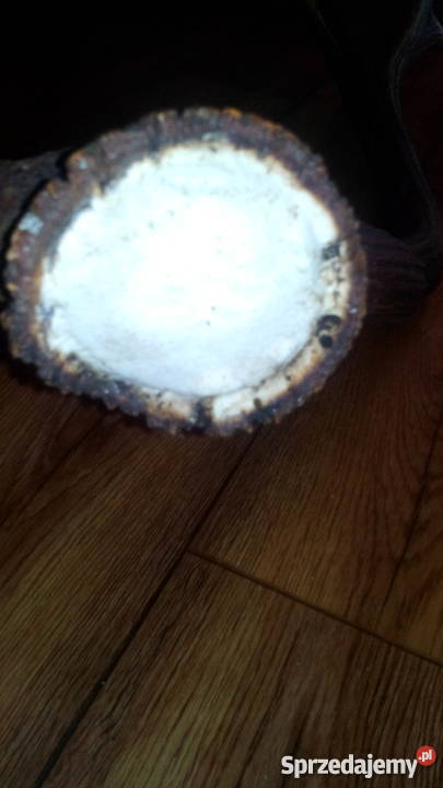 Tegoroczne poroże jelenia 14stak Para