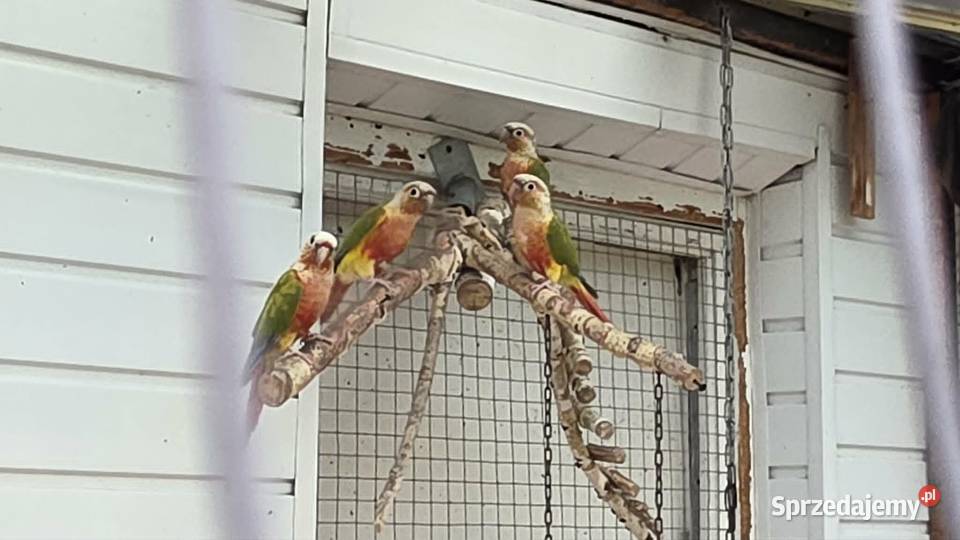 Rudosterki Pineaple RED FACE Oświęcim