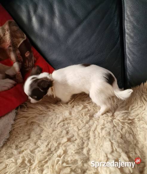 Chihuahua śliczna suczka długowłosa biało Częstochowa