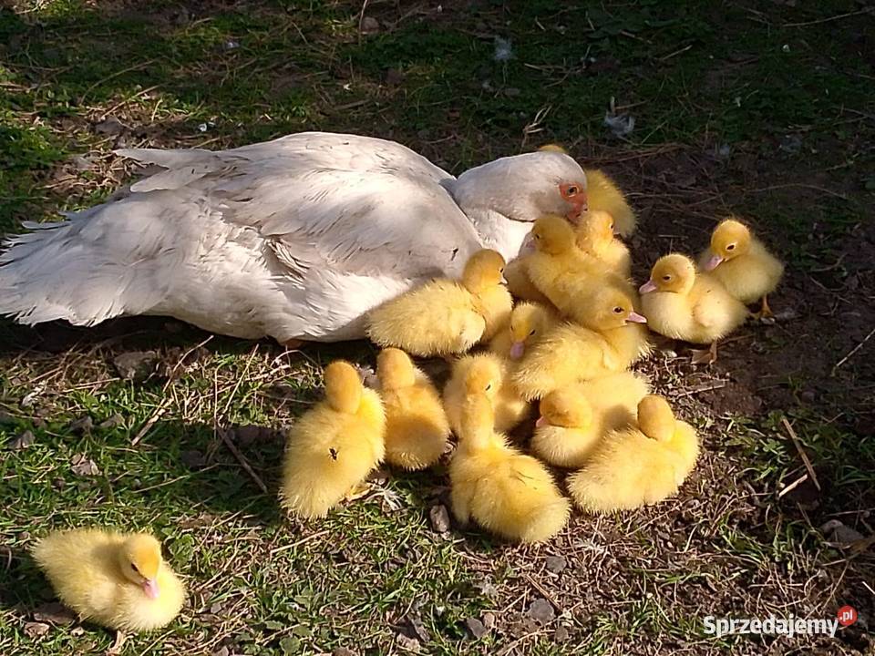 Młode Kaczątka mazowieckie