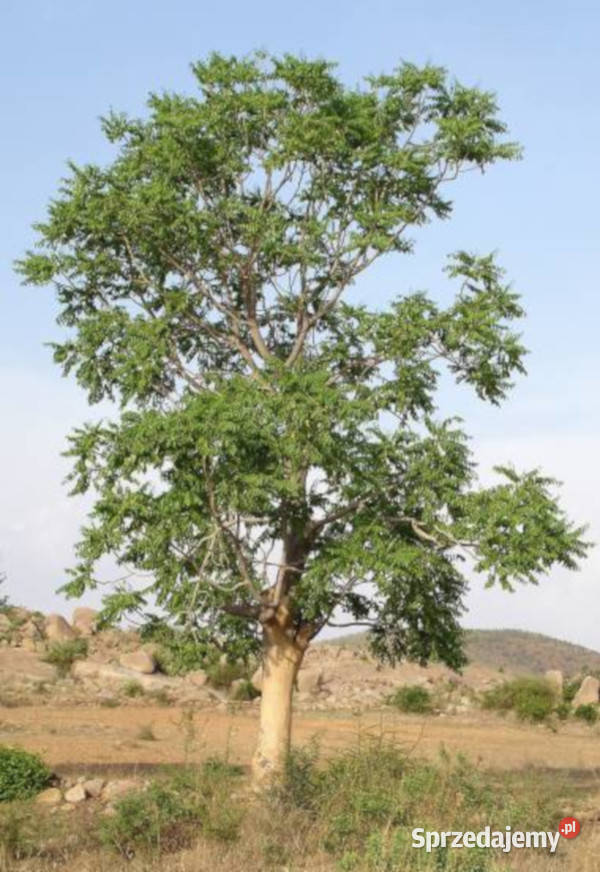 NIEBIAŃSKIE DRZEWO Ailanthus excelsa NASIONA Lubanie