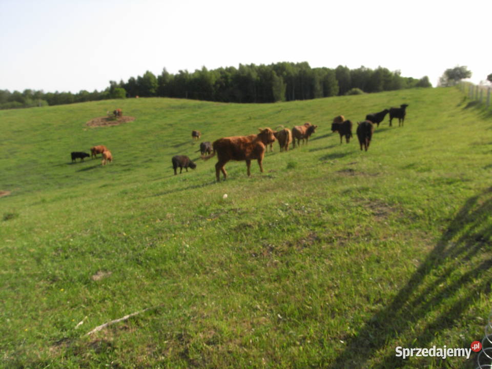Krowy stado mięsne mieszańce warmińsko-mazurskie Dźwierzuty sprzedam