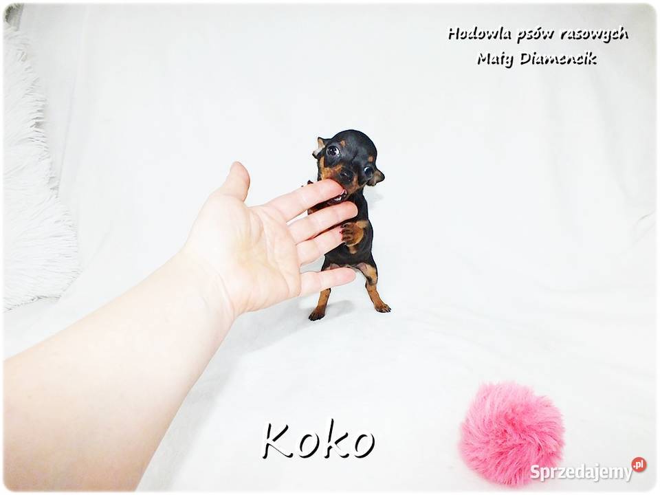Ultra MINI Sunia KOKO Pinczer miniaturowy Żary