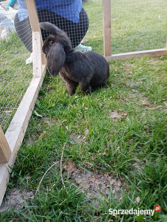 Króliki Kiełczewice Maryjskie