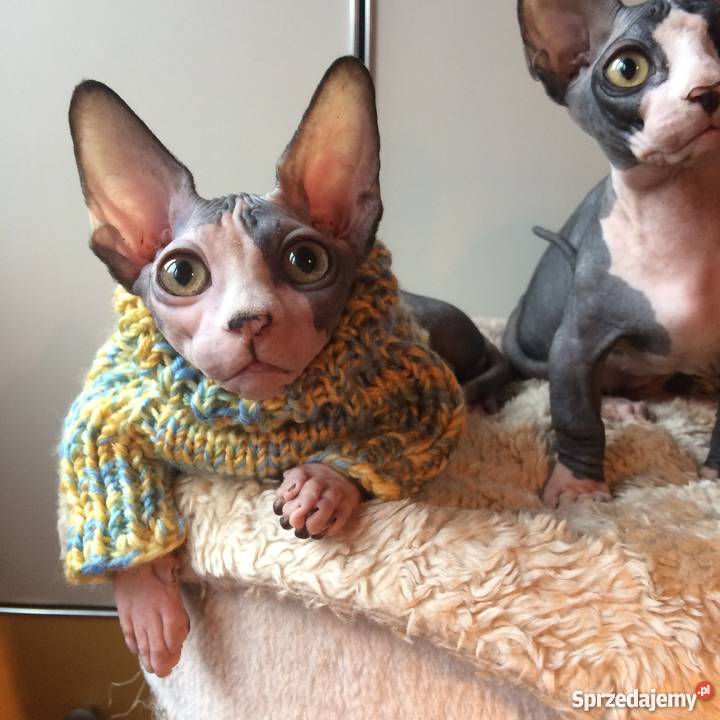 SPHYNX CANADIAN Sfinks Kanada Warszawa Sosnowiec