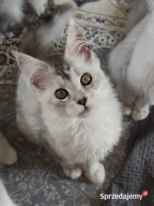 Srebrzysta kotka maine coon Warszawa sprzedam