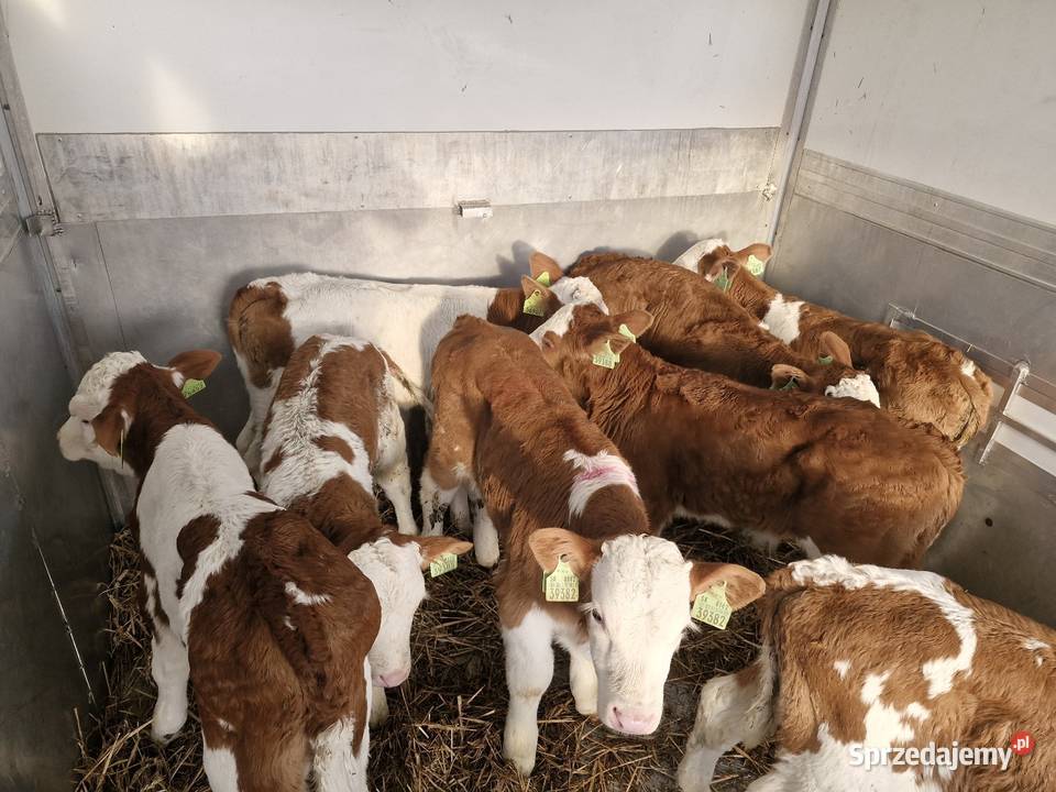 Sprzedam byczki kujawsko-pomorskie Osielsko