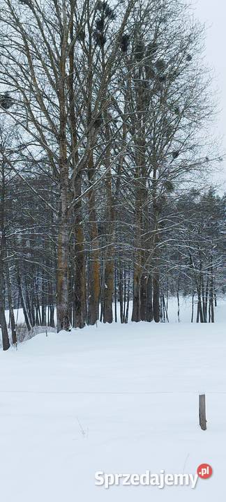Sprzedam topole do ścięcia Banie Mazurskie